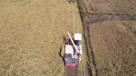 沃得半喂入收割机个子小力气大