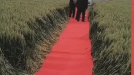麦田里铺红毯，严重踩踏小麦