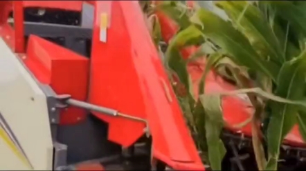 金大丰茎穗兼收这喷吐可真大！