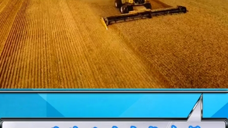 国外农场麦收作业实况