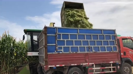 玉米收割，青储黄储您知道如何区分吗？蛮晚