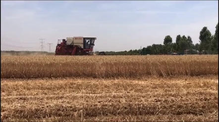 老铁们每年收小麦都在哪里接活？