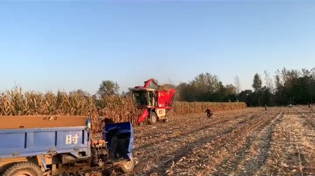 茎穗兼收玉米机未来全面代替单收玉米机？
