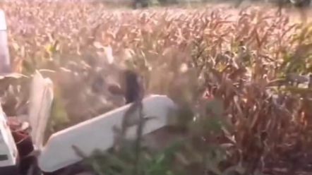 大爷花三万改的玉米籽粒割台，收获效果杠杠的！！！