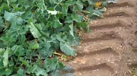 凯斯620履带式拖拉机