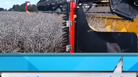 大型收割机油菜作业