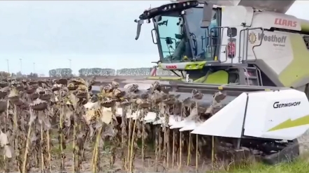 新疆机械化收割向日葵，竟然如此轻松快捷