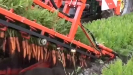 现代化机械收获胡萝卜，给种植户省了不少人工劳动成本