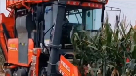 国丰茎穗兼收这收获效果你满意么