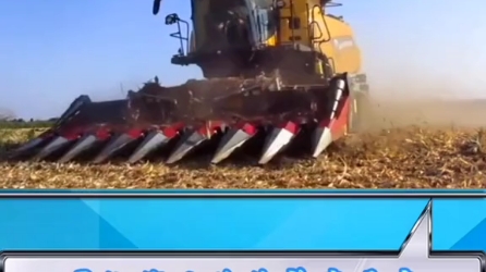 玉米籽粒直收作业