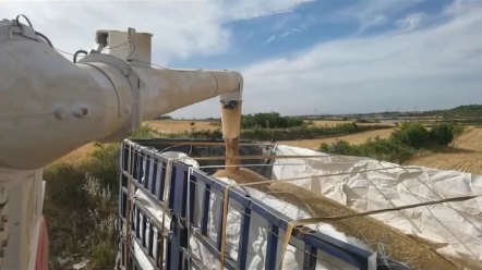 南阳高产小麦在破纪录！