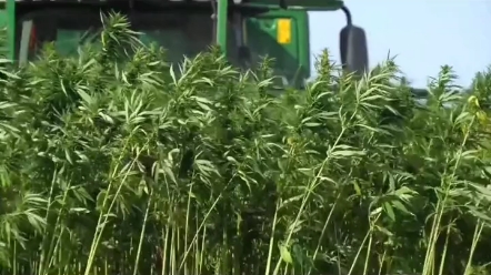 工业大麻是指四氢大麻酚含量低于0.3%的大麻，中国将工业大麻