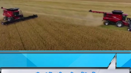 多台凯斯联合收割机作业视频