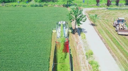 收割青小麦当饲料你怎么看？