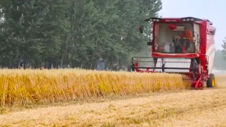 雷沃谷神GM100轮式谷物收获机，一天一万，一月回本！