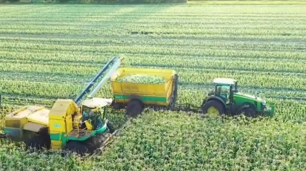 收获鲜玉米竟然如此轻松,美国小姐姐轻松完成