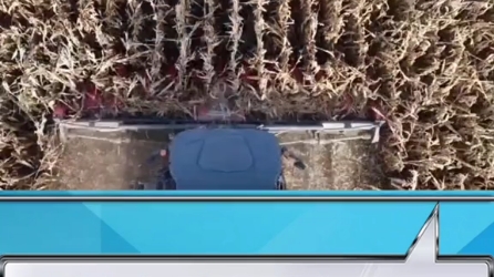 国外玉米籽粒收获作业