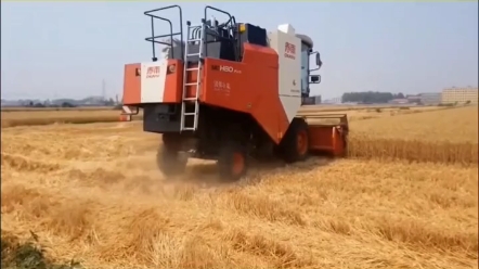 青小麦做青储饲料真的值得吗？