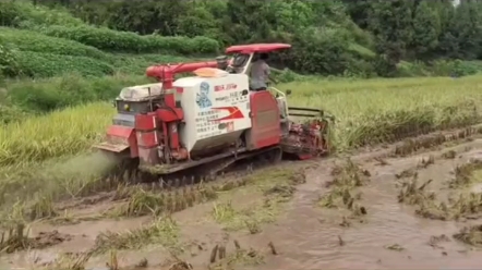 雷沃水稻机烂田收割效果