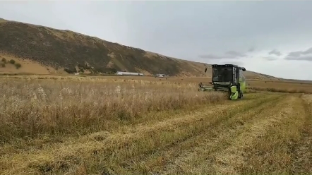 您的小麦收割机是什么牌子的？