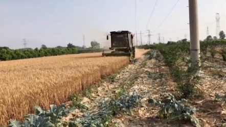 柴油价格将再次调整，收割机车主如何看待？