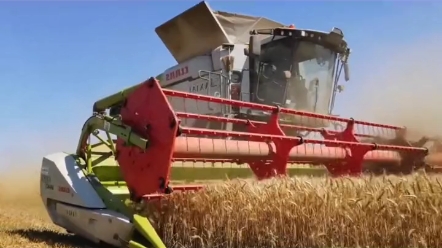 美国飓风过后克拉斯收割小麦不减产