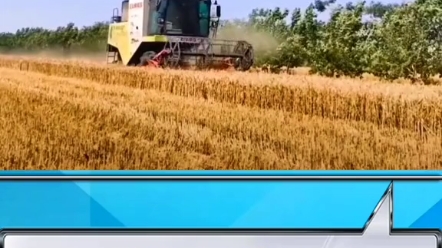 小麦收割农活信息。