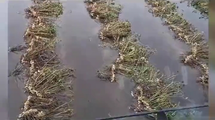 2022年阿根廷小姐姐在恶劣的雨雪天收获花生