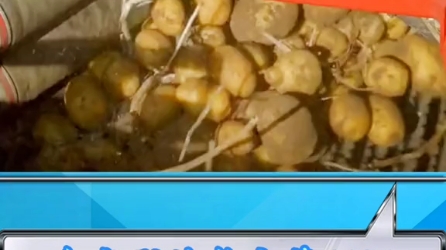 大型自走式马铃薯收割机