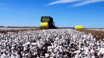 超高效率收获棉花，画面治好强迫症！